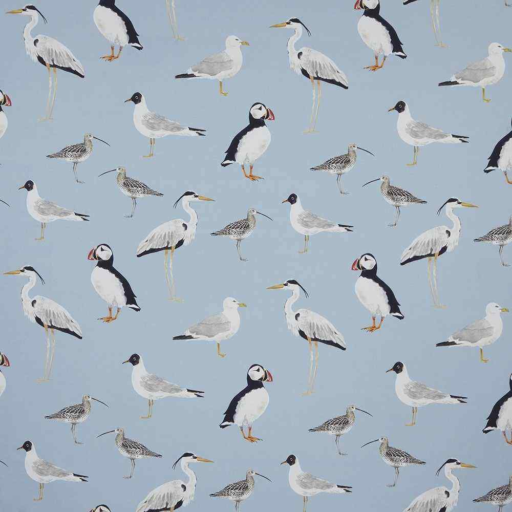 Seabirds Marine